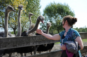 Struisvogelboerderij 'Schobbejaks Hoogte'